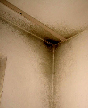 Поражение стены и потолка грибком в углу квартиры, в месте так называемого «мостика холода»
